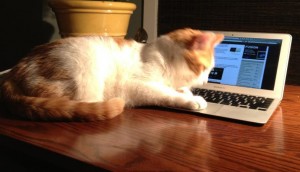 Cat-based cyber-security solution